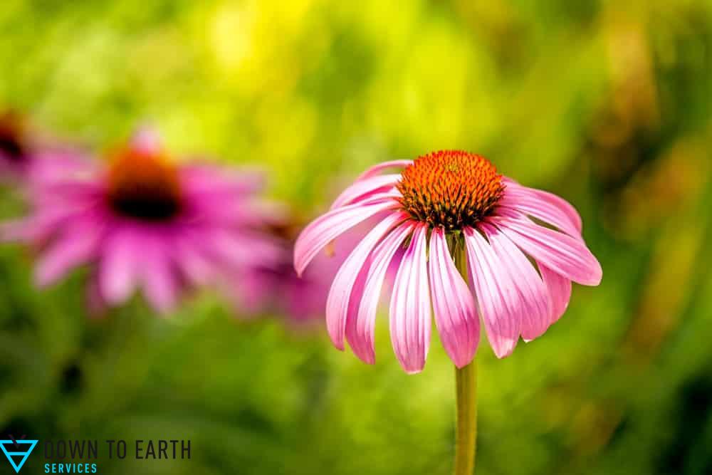 purple coneflower